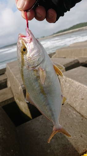 ショゴの釣果