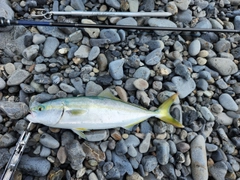 ワカナゴの釣果