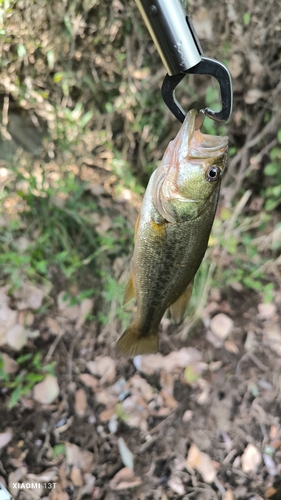 ブラックバスの釣果