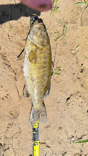 スモールマウスバスの釣果