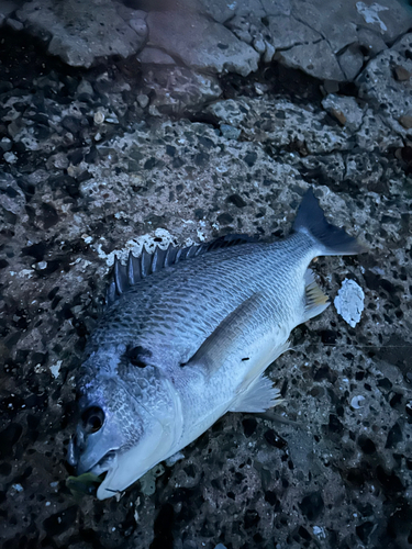 キビレの釣果