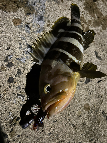 アオハタの釣果