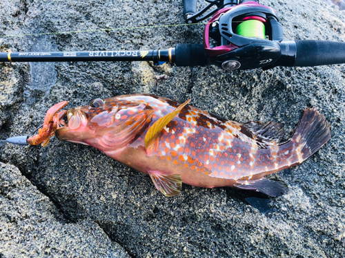 キジハタの釣果