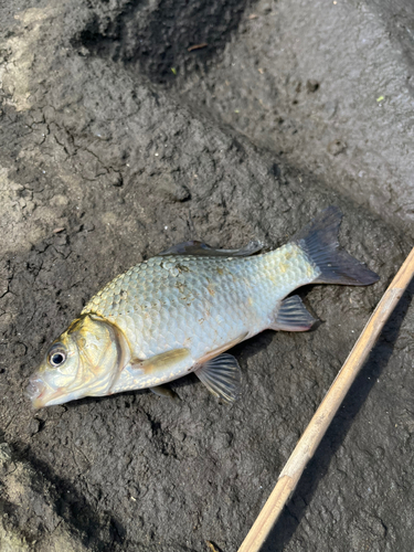 フナの釣果