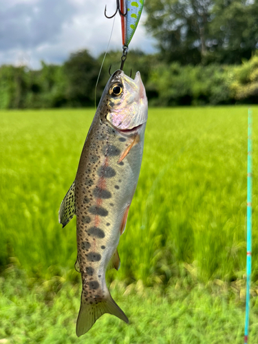 ニジマスの釣果