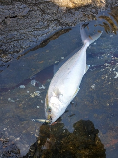 ネイリの釣果