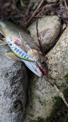 イワナの釣果