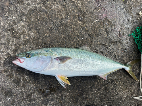 イナダの釣果