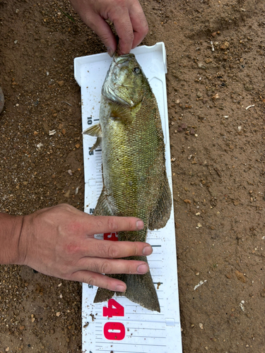 スモールマウスバスの釣果