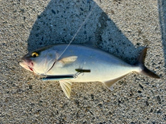 ネリゴの釣果