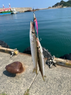 アカカマスの釣果