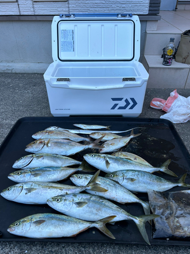 ヤズの釣果