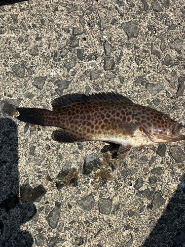 オオモンハタの釣果