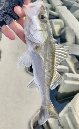 セイゴ（マルスズキ）の釣果