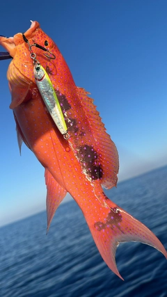 バラハタの釣果