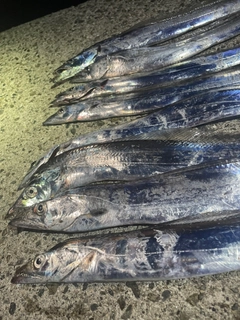 タチウオの釣果