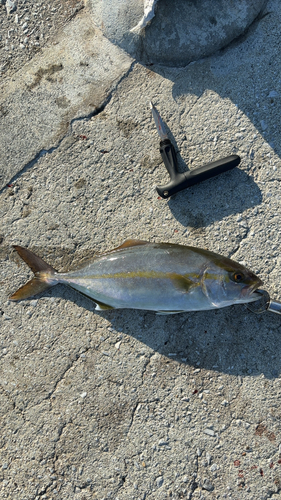 ネリゴの釣果