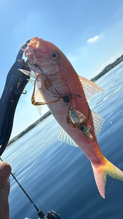 ヒメジの釣果