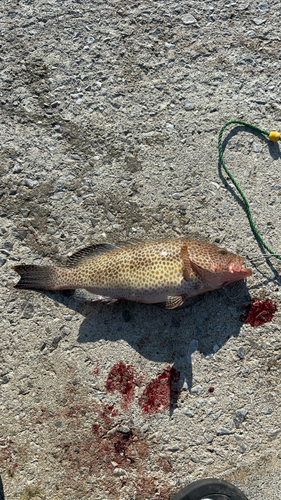 オオモンハタの釣果