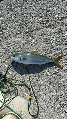 ツバスの釣果