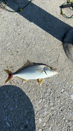 ネリゴの釣果