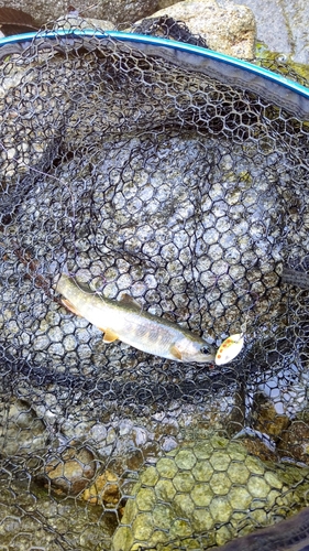 イワナの釣果