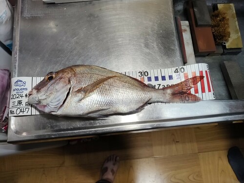 マダイの釣果