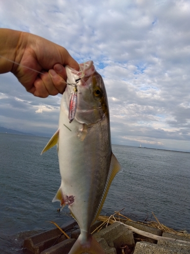 ショゴの釣果