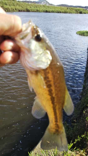 ラージマウスバスの釣果