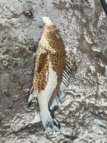 オオモンハタの釣果