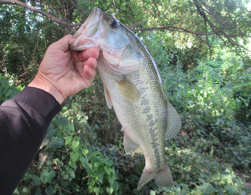 ラージマウスバスの釣果