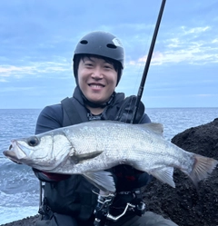 ヒラスズキの釣果