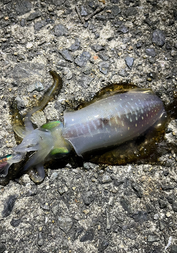 アオリイカの釣果