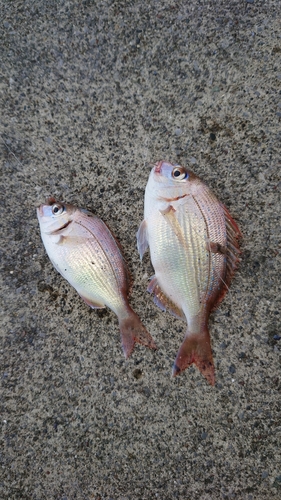 チダイの釣果