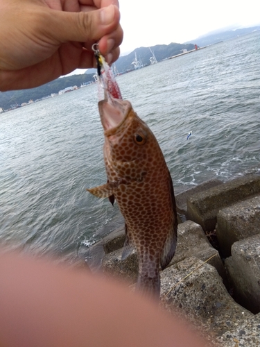 オオモンハタの釣果