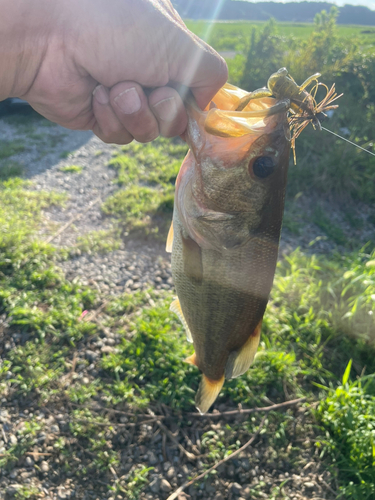 ブラックバスの釣果