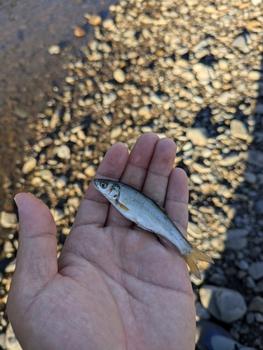 ウグイの釣果