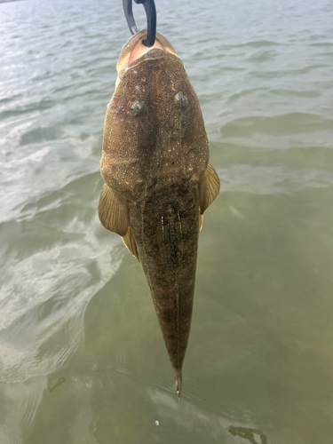 マゴチの釣果