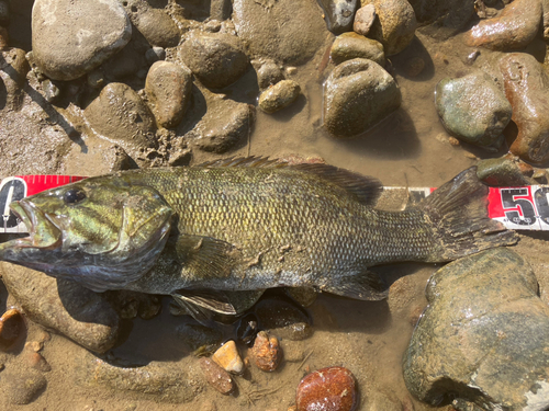 スモールマウスバスの釣果