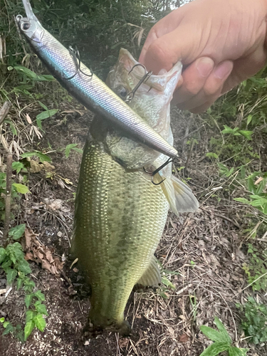 ラージマウスバスの釣果