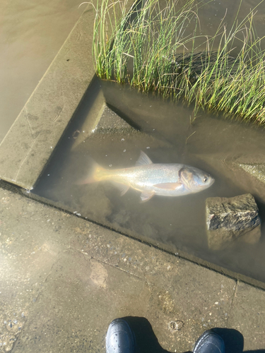 ハクレンの釣果