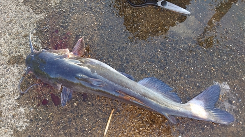 アメリカナマズの釣果