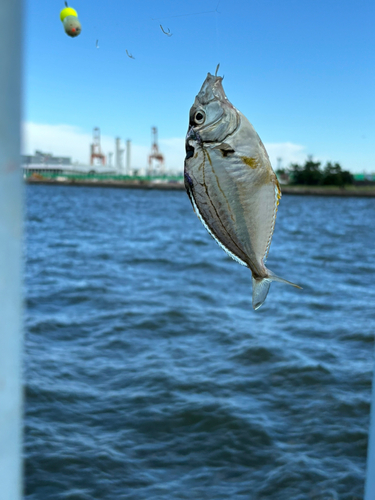 ヒイラギの釣果