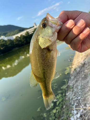 ラージマウスバスの釣果