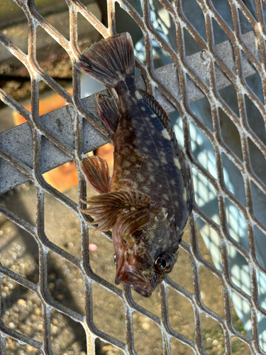 カサゴの釣果