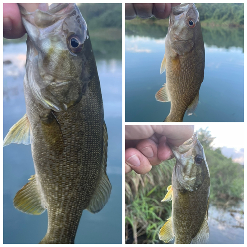 スモールマウスバスの釣果