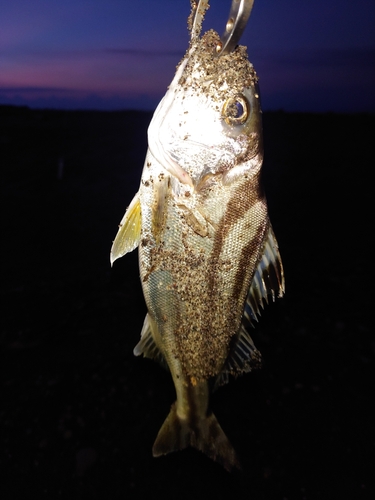 コトヒキの釣果