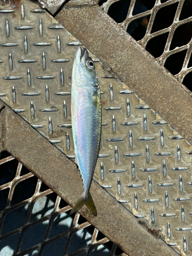 サバの釣果