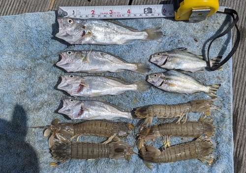 イシモチの釣果