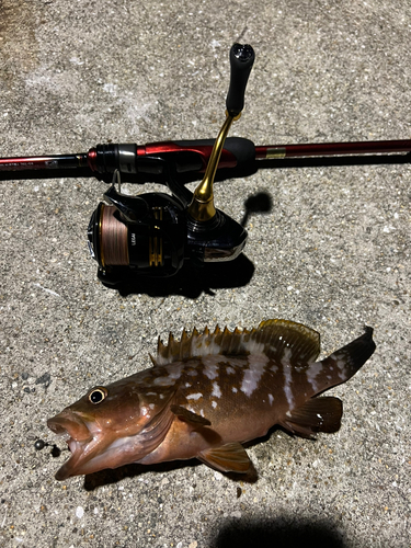 アコウの釣果